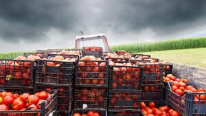 Borderlands: los productores de tomate de Florida quieren que EE. UU. rescinda el acuerdo comercial con México