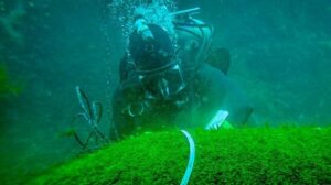 Buzos canadienses encuentran bombas de la Segunda Guerra Mundial en naufragios de EE. UU. en la costa de Terranova
