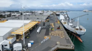 Una infestación de ratones retrasa el primer envío de kiwi del año a Europa