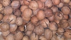 Advertencia: los motores marinos también pueden ser «alérgicos» al biocombustible de cáscara de anacardo