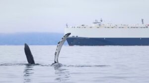 Atlas de ballenas: una herramienta de mapeo fácil de usar para la navegación global de ballena